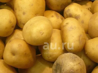 🥔 Как вырастить ранний картофель и какой сорт выбрать