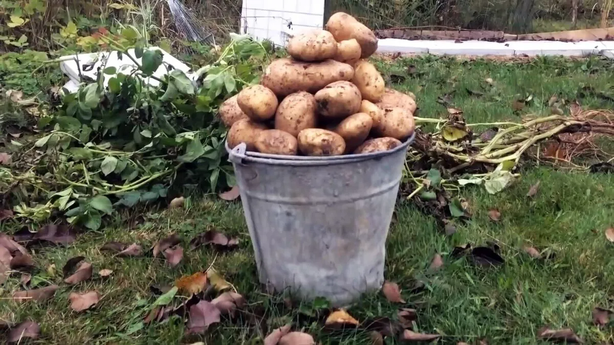 Ведро картошки. Картофель в ведре. Картошка в огороде. Картошка много на огороде. Сколько в ведре кг картошки