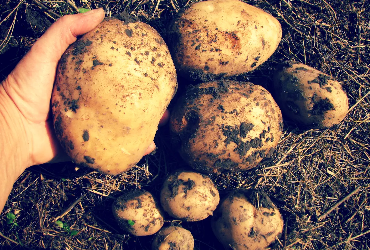 Картофель первого урожая. Урожай картошки. Картофель в огороде. Огромный урожай картофеля. Выкопали картошку.