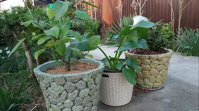 DIY cement planters - YouTube