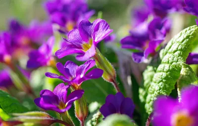 Низкорослые цветы - низкорослые многолетние цветы для сада и дома