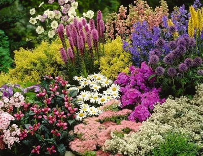 ТОП-10 многолетних цветов для тяжелых почв | Интернет-магазин садовых  растений
