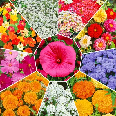 Каталог с описанием.Многолетние дачные цветы. | ANIVA | Дзен