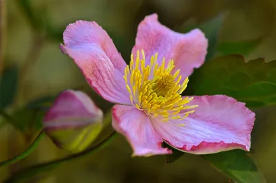 Каталог многолетних цветов для дачи: фото с названиями растений