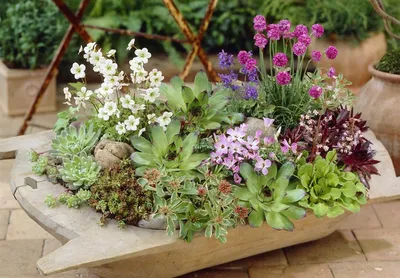 Многолетние растения - купить саженцы многолетних растений для сада в  Украине лучшая цена от интернет-магазина Идея-Сад