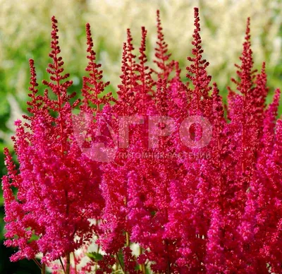 Многолетние цветы (растения-многолетники) блог интернет - магазина Артфлора