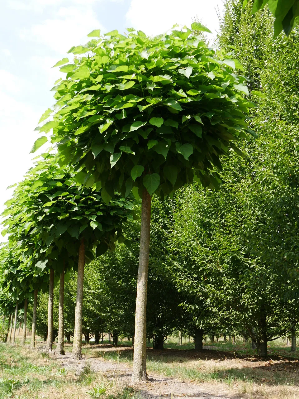 Катальпа отзывы. Катальпа бигнониевидная (Catalpa bignonioides). Катальпа сиреневидная. Катальпа бигнониевидная Nana.