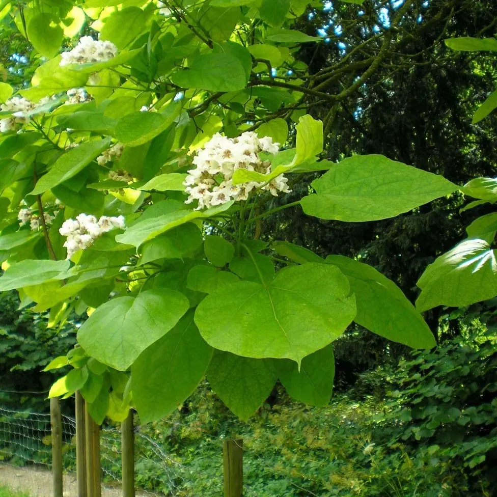 Катальпа посадка. Катальпа прекрасная. Дерево катальпа макаронное дерево. Катальпа прекрасная Catalpa speciosa. Катальпа сиренелистная.