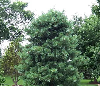 Сосна кедровая сибирская (Pinus sibirica) - Питомник и Садовый центр  Русские Деревья