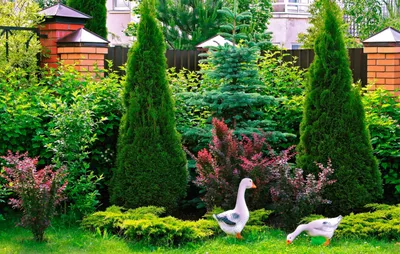 Дача.блог - Бесподобные хвойные композиции в саду~нравится? | Facebook