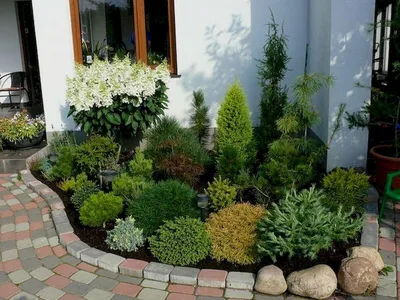 Композиции из хвойных растений. Фото | Дача - впрок | Идеи для садового  дизайна, Дизайн озеленение, Озеленение