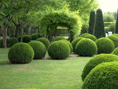 Дача Сад Огород Идеи on Instagram: \"Хвойные композиции-лучший способ  украсить территорию,расположенную вдоль забора🏡\"