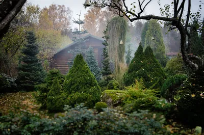 Горная сосна в ландшафтном дизайне сада: декоративная низкорослая,  альпийская, карликовая и ползучая - 22 фото