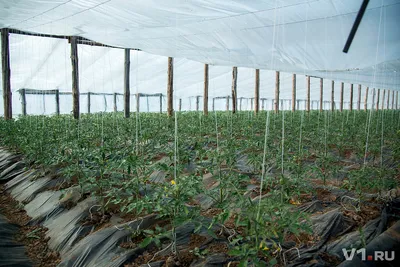 Тепличное растениеводство в Китае активно внедряет новые технологии