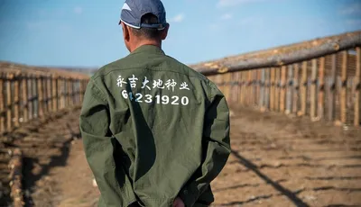 Китайские теплицы» в Старой Руссе снова нарушили миграционное  законодательство - 53 Новости