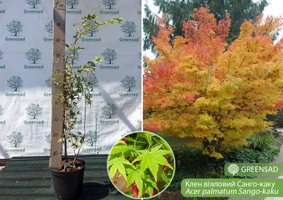 Клен остролистный зеленый– Acer platanoides саженцы купить в алматы  лиственные деревья в Казахстане
