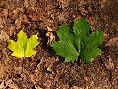 Маленький клен растет в лесе Стоковое Изображение - изображение  насчитывающей растет, русско: 153059103