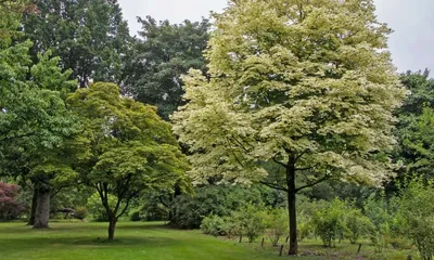 Клён остролистный Глобозум (Globosum) на штамбе - Питомник саженцев и  сортовых растений \"Мир растений\"