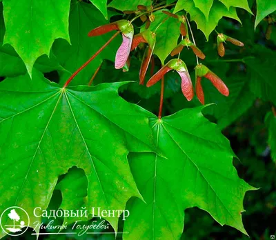 Клен остролистный \"Роял Ред\" (Acer platanoides \"Royal Red\") - Питомник и  Садовый центр Русские Деревья