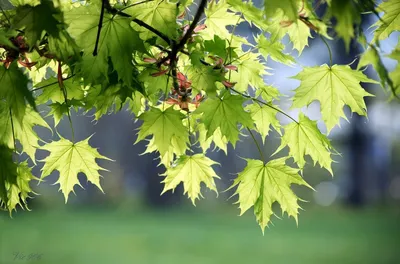 Клен явор \"Леопольди\" (Acer pseudoplatanus Leopoldii) - Лиственные растения  весна 2024 года - купить лиственные растения спирея, кизильник, барбарис,  лапчатка.