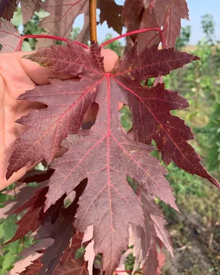 Клен остролистный (Acer platanoides L.)