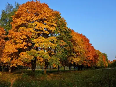 Клён остролистный Acer platanoides globosum Купить в Симферополе | Садовый  центр Фрея, Крым