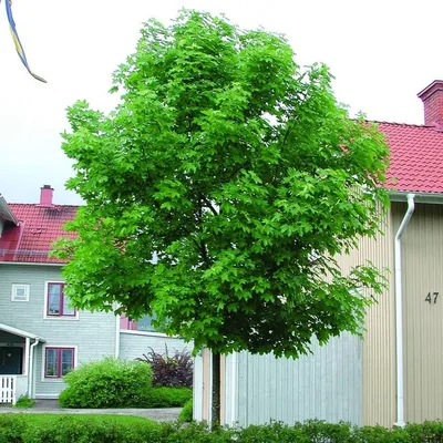 Клён ложноплатановый, явор (Acer pseudoplatanus) 8-10л 180-200см, цена в  Санкт-Петербурге от компании Вилла-планта (садовый центр и питомник  растений, ландшафтное бюро)