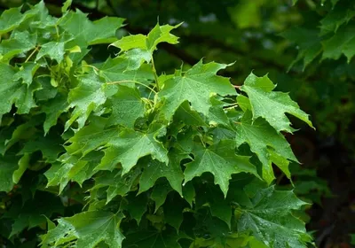 Купить Клен остролистный Глобозум Acer platanoides Globosum - в питомнике  Флорини