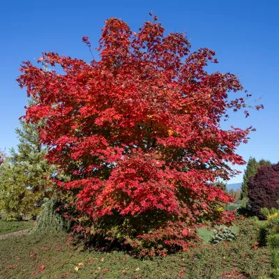 Клен ложнозибольдов (Acer pseudosieboldianum) - Питомник и Садовый центр  Русские Деревья