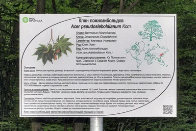 Файл:Табличка «Клён ложнозибольдов» на участке 41 Бирюлёвского  дендрария.jpg — Википедия