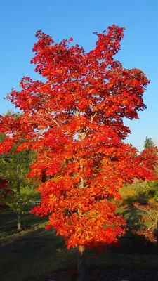 Клен ложнозибольдов — Acer pseudosieboldianum — Садовые неприхотливые  многолетники, декоративные деревья и кустарники, купить.