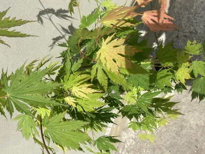 Семена Клена ложнозибольдов (лат. Acer pseudosieboldianum) | AliExpress