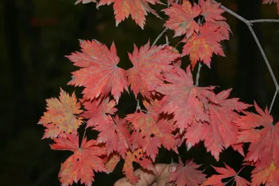 Клен ложнозибольдов (Acer pseudosieboldianum) саженцы 10-15 см, цена в  Новосибирске от компании Кирсанов Сергей Сергеевич