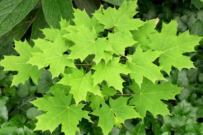 Клен остролистный (платанолистный) (Acer platanoides) С3 — Питомник Летний  сад