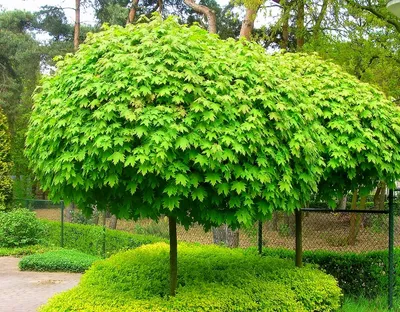 Клён остролистный Глобозум Acer platanoides Globosum | Питомник Тайга