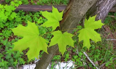 Клен остролистный (Acer platanoides L.)