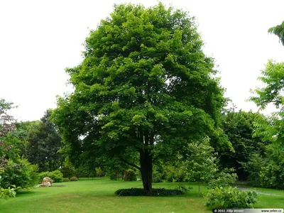 Садовый центр «Ella» - Лиственные деревья: Клен остролистный или Клен  платановидный или Клен платанолистный - Acer platanoides