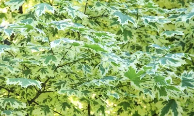 Фотогалерея - Кленовые (Aceraceae) - Клен платановидный (Acer platanoides  L.) - Природа Республики Мордовия