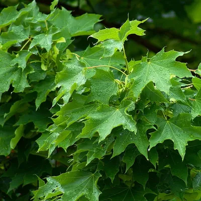 Клен остролистный (Acer platanoides ) - купить в интернет-магазине по  лучшей цене с доставкой или самовывозом