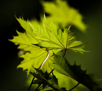 Клен остролистный зеленый– Acer platanoides саженцы купить в алматы  лиственные деревья в Казахстане