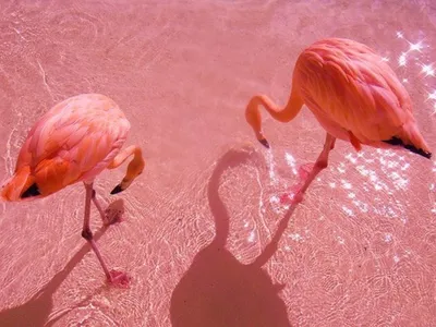 Клен фламинго в ландшафтном дизайне - 68 фото