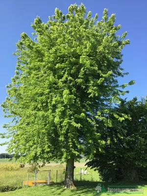 Acer saccharinum, Клен сахаристый|landshaft.info