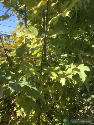 Клен сахаристый КЛЕН САХАРИСТЫЙ - раскидистый красавец до 20 м. с широкой  кроной, серебристой листвой и приятной осенней окраской. Растет о… | Двор,  Красавец, Птицы