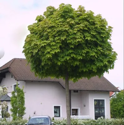 Клен остролистный Globosum (шаровидный), 2,5-3,0 метра купить в Киеве, цена  — Greensad