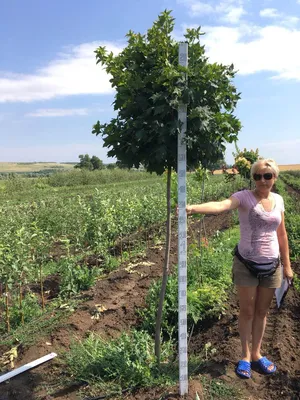 Особенности выращивания, посадка и использования шаровидного клена