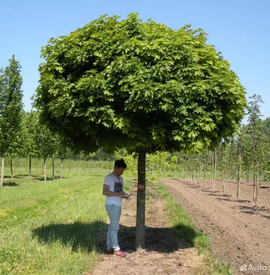 Клен шаровидный \"Globosum\": продажа, цена в Бахмуте. Садо-мазо атрибутика  от \"Питомник саженцев плодовых и декоративных культур \"Бахмут\"\" - 752265830