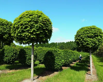 Клен шаровидный — platanoides 'Globosum' — Artgeo