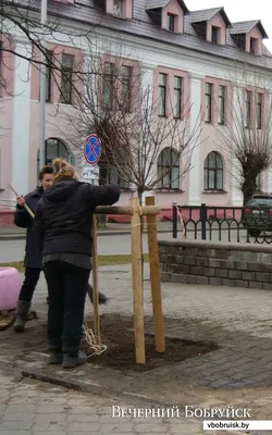 Клен остролистный \"Глобозум\" - БелАгро Маркет