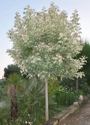 Клен остролистный \"Globosum\" ф. шаровидная, цена 4 000 грн, купить на UB.UA  • UB.UA