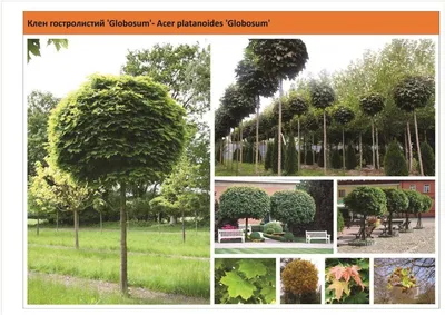 Клён остролистный «Шаровидный» — GreenDesign — plante pentru fiecare  grădină și gust!